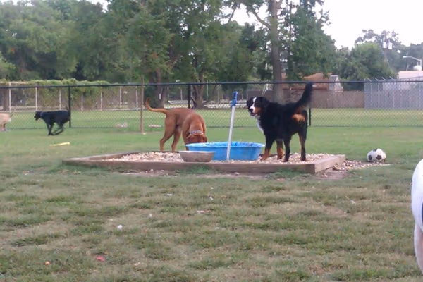 Maple Avenue Dog Park